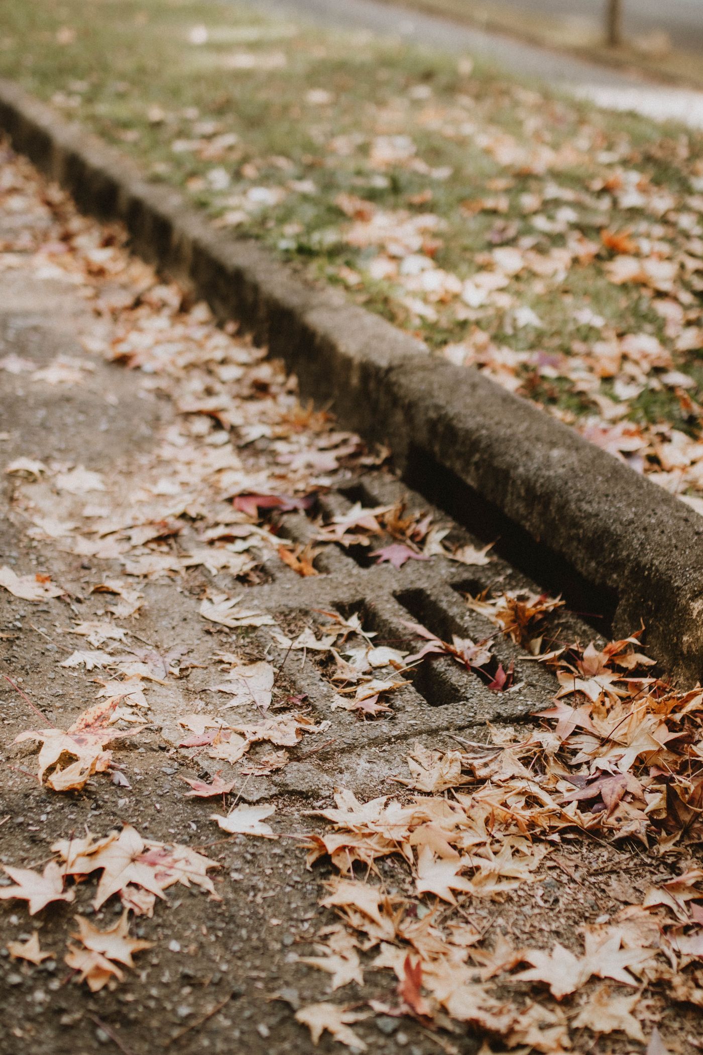 A curbside street storm drain grate set into a concrete gutter, partly covered with fallen autumn leaves